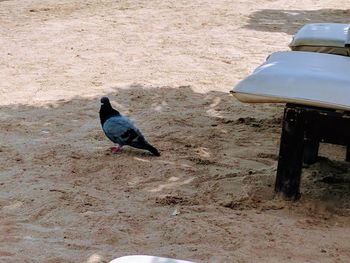 High angle view of bird perching on a land