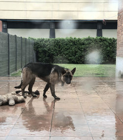 Dogs standing on tiled floor