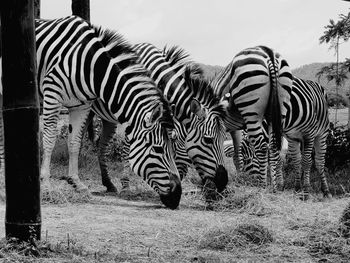 Zebras in a field