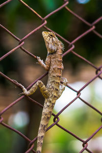 Close-up of lizard on chainlink fence