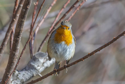 Close-up of bird perching on branch