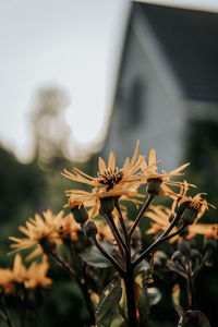 Close-up of flowering plant