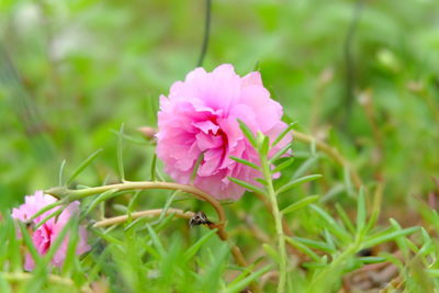 Close-up of pink flower blooming outdoors