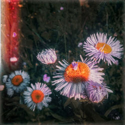 Close-up of flowering plants