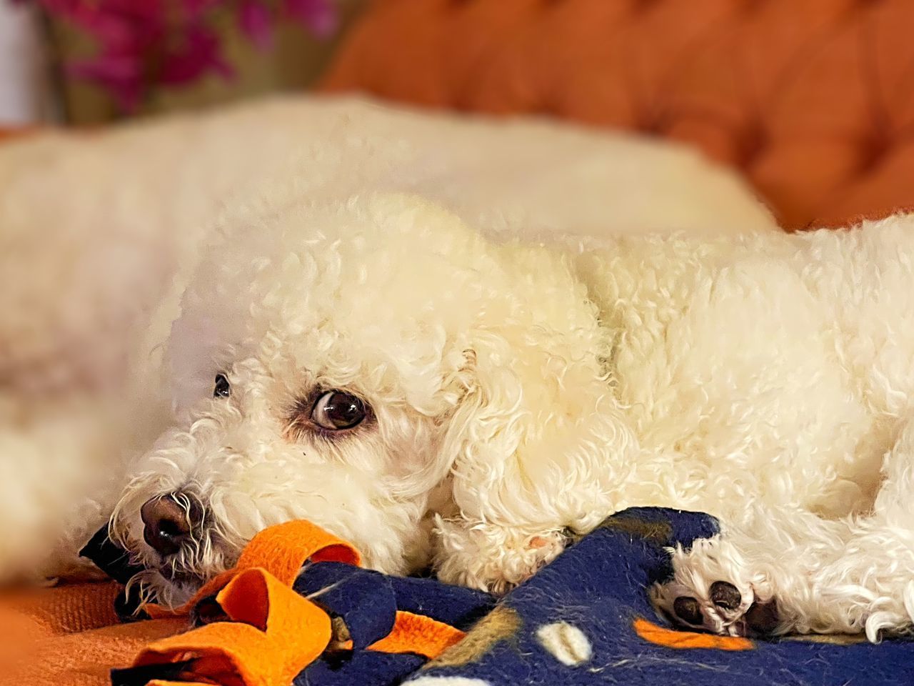 CLOSE-UP OF A DOG