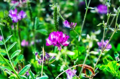 Close-up of purple flowering plant