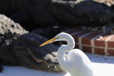 Close-up of swan in lake