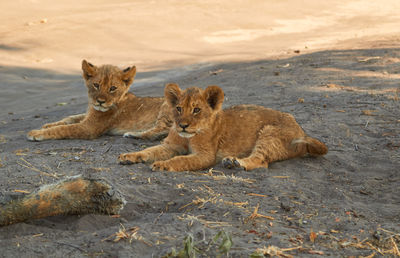 Two lion cubs lying down in the shade of a tree