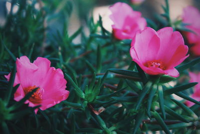 Close-up of pink flowering plant