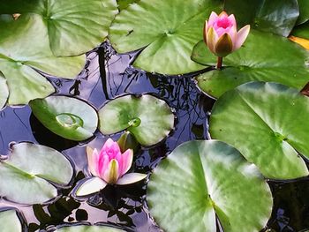 Close-up of lotus water lily