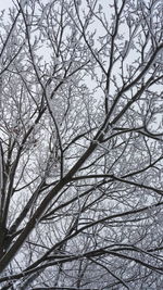 Low angle view of bare trees against sky