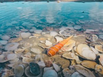 High angle view of shells on beach