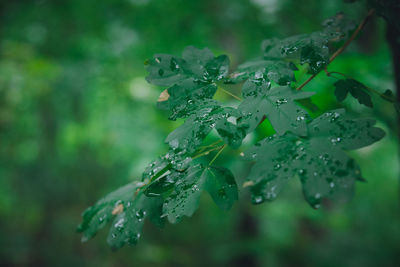 Close-up of wet spider on plant