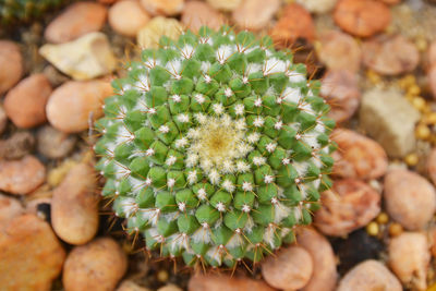 Close-up of succulent plant