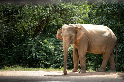 Elephant in forest