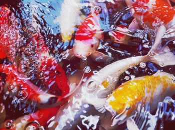 High angle view of koi carps swimming in water