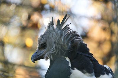 Close-up of eagle outdoors