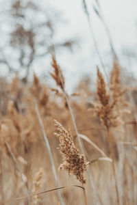 Close-up of wilted plant on field