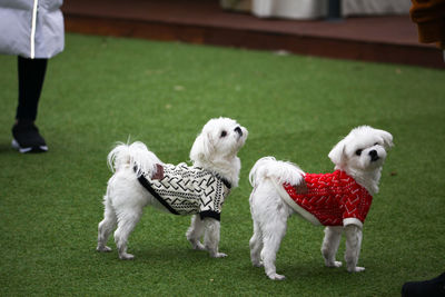 Two dogs standing on grass
