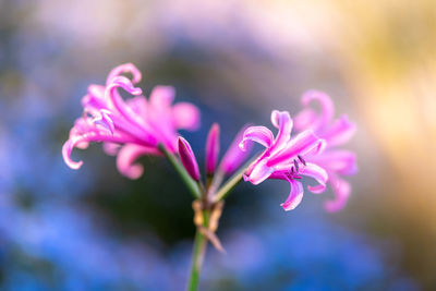 Close-up of pink flowering plant