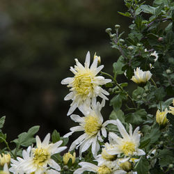 Close-up of white flowering plant