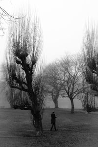 Bare trees in park