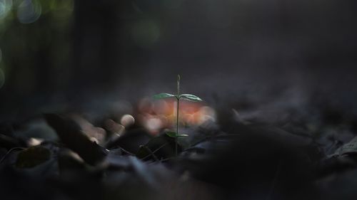 Close-up of plant against blurred background