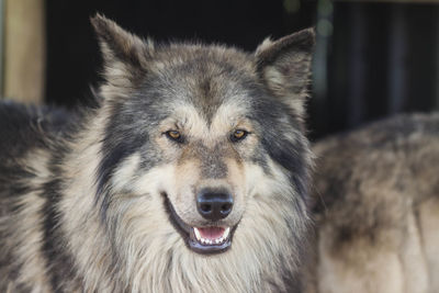 Close-up portrait of dog