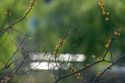 Close-up of fruit growing on tree