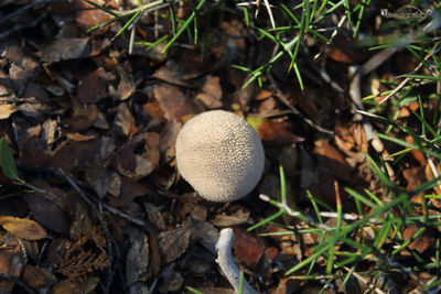 High angle view of mushrooms growing on field