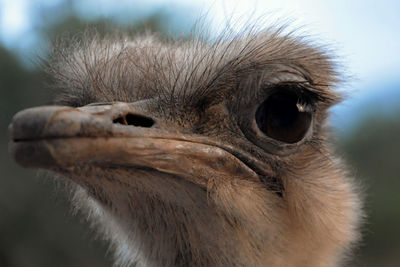 Close-up of a bird
