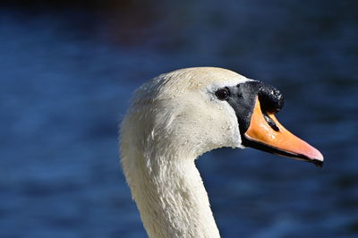 Close-up of a bird