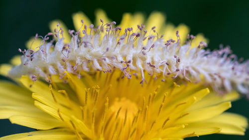 Close-up of insect on yellow flower