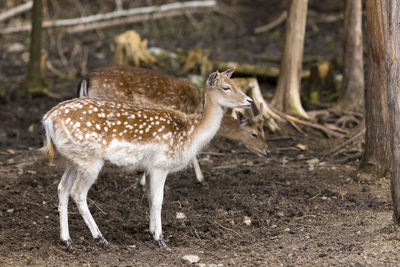 Cute young female and male fallow deers standing in profile in wooded area