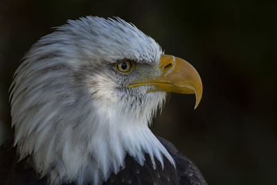 A trained bald eagle portrait, haliaeetus leucocephalus.
