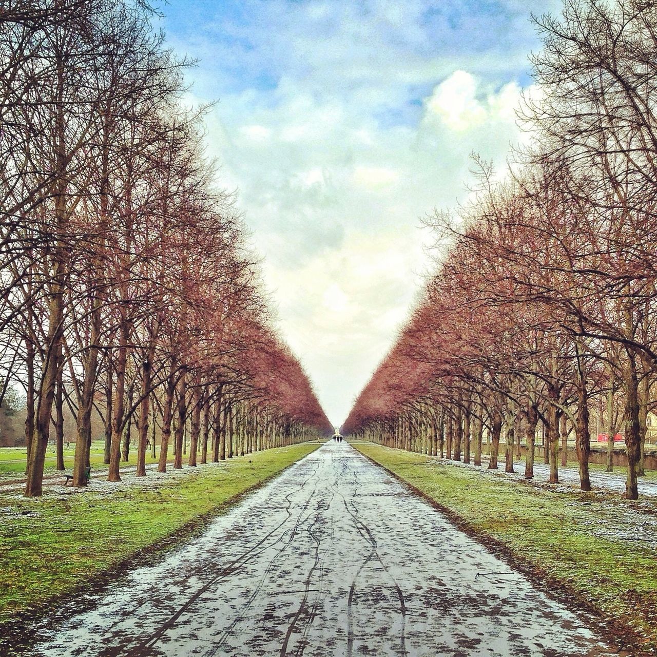 TREES ALONG FOOTPATH