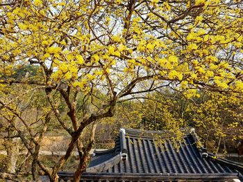View of yellow flowering plants in park