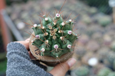 Cropped hand holding cactus