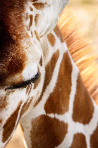 Close-up of a giraffe