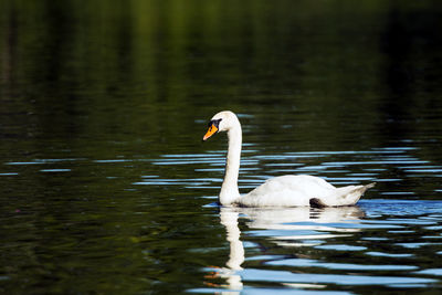 Swan swimming in lake