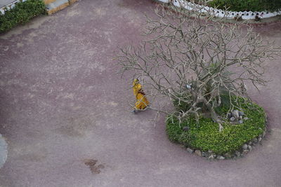 High angle view of plants growing on footpath