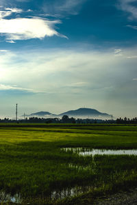 Scenic view of field against sky