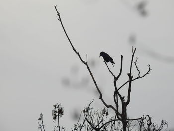 Low angle view of bird perching on tree against sky