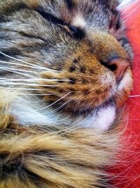Close-up of cat