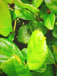 Close-up of fresh green plant