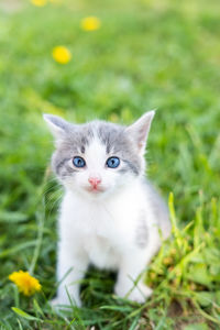 Portrait of cat on field