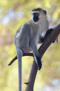 Close-up of monkey sitting on tree