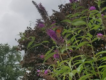 Low angle view of purple flowers blooming on tree