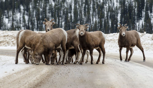 Flock of bighorn sheep on road during winter