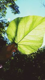 Low angle view of hand on tree against sky